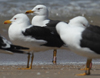 1cy fuscus in August, ringed in Finland. (81365 bytes)